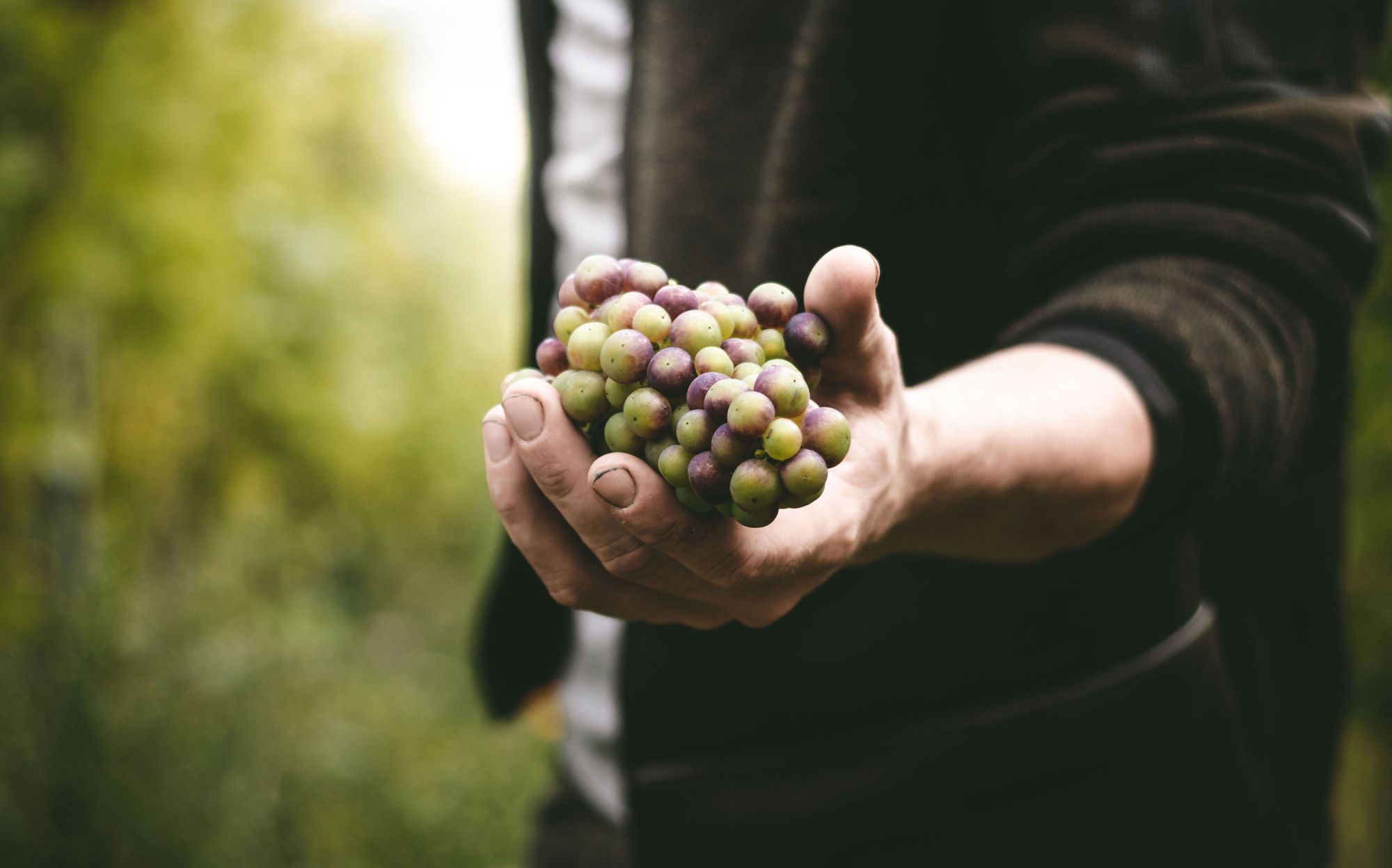 Weintrauben in einer Hand